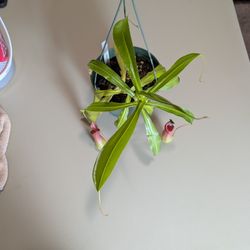 Nepenthes Ventrata Hanging Basket 