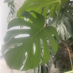 Giant 7ft Monstera Deliciosa plant