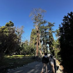 Trees Trimmer