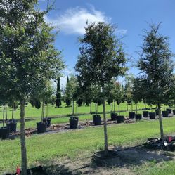 Oak Trees 2" Caliper 8ft + Delivered and Planted