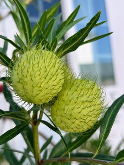 Hairy balls milkweed, Gomphocarpus physocarpus, Balloon milkweed, Balloon Plant, Swan Plant, butterfly food