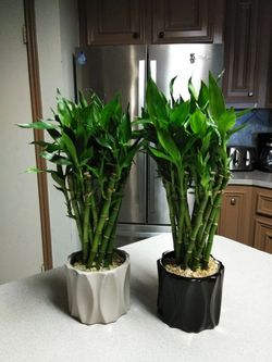 Lucky Bamboo