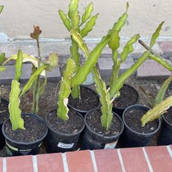 Purple Dragon Fruit Plant - Extremely Sweet 