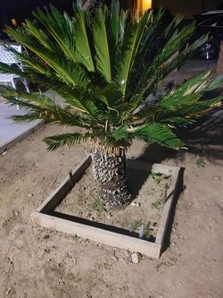 Sago palm