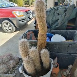 The Old Man Cactus 