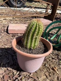 Cactus 🌵 Plant
