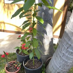 Avocado Plant