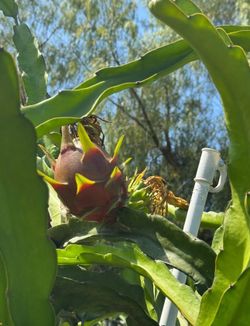 Sin Espinas dragon fruit plant