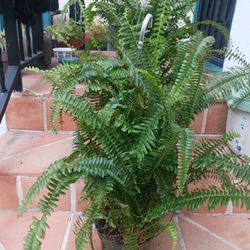 Fern Plants 6in