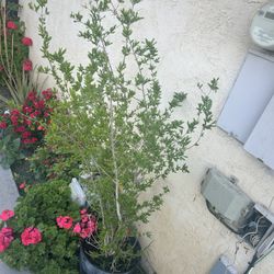Granada / Pomegranate Plant