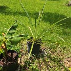 Golden Pineapple Plant