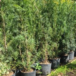 Beautiful Podocarpus Plants For Inmediate Privacy!!! 6 Feet Tall Measurements Over The Pot!!! Fertilized! Excellent Price!