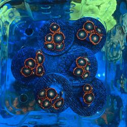 Gatorade Zoa Reef Tank Decorations And More 
