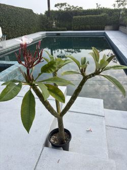 Plumeria