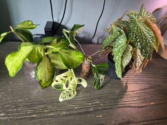 Plants