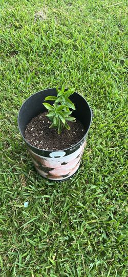 Huele de noche “ jasmine plant 🪴