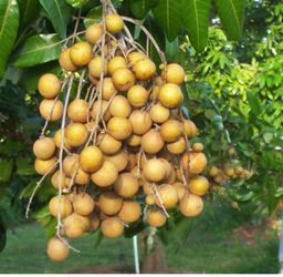 Is not free, fallbrook organic fresh longans for sale $5 for one lb 10 lbs minimum pick from the tree when older received so you get the fresh longans