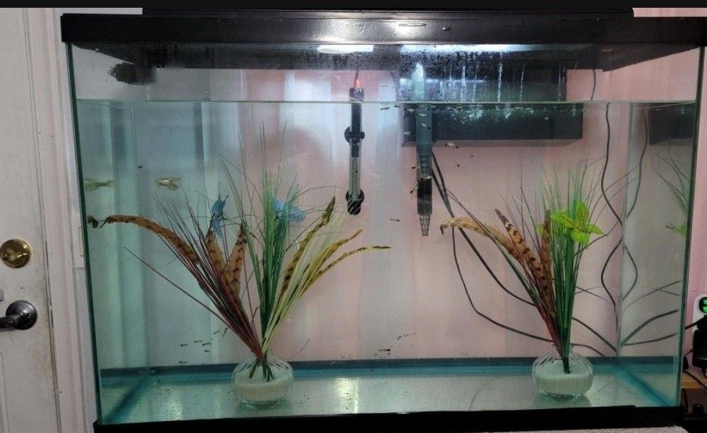 Fish Tank