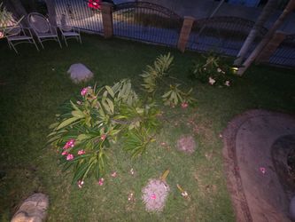 Plumerias