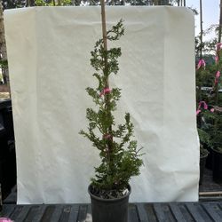 Hinoki Cypress Tree Native To Japan 