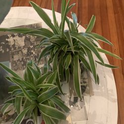 Spider Plants!! $6 Each!! 