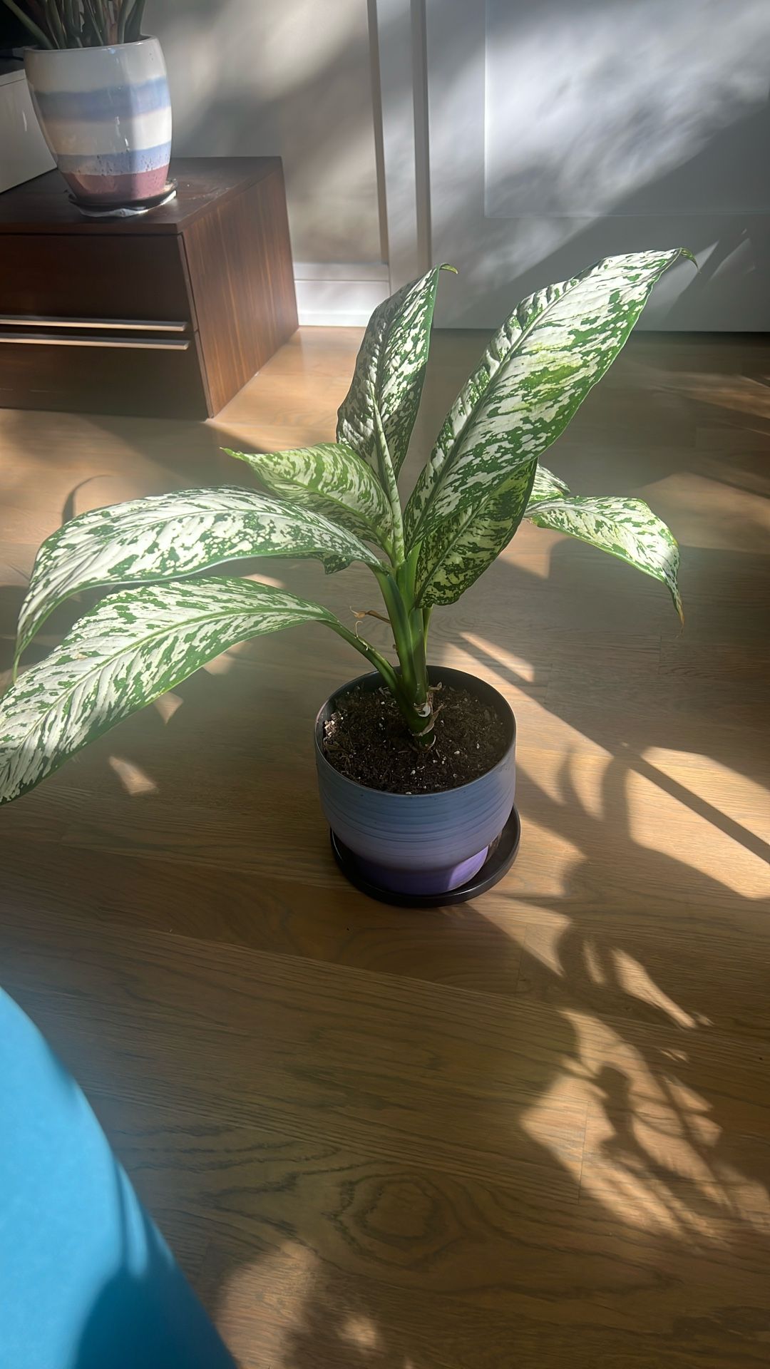 Dumb Cane Plant With Planter Included