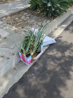Free ALOE Vera