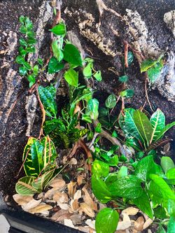 Terrariums ready for new inhabitants. 12x12x18s and 18x18x18s