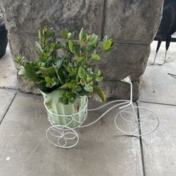 Iron Bicycle Planter With Succulents