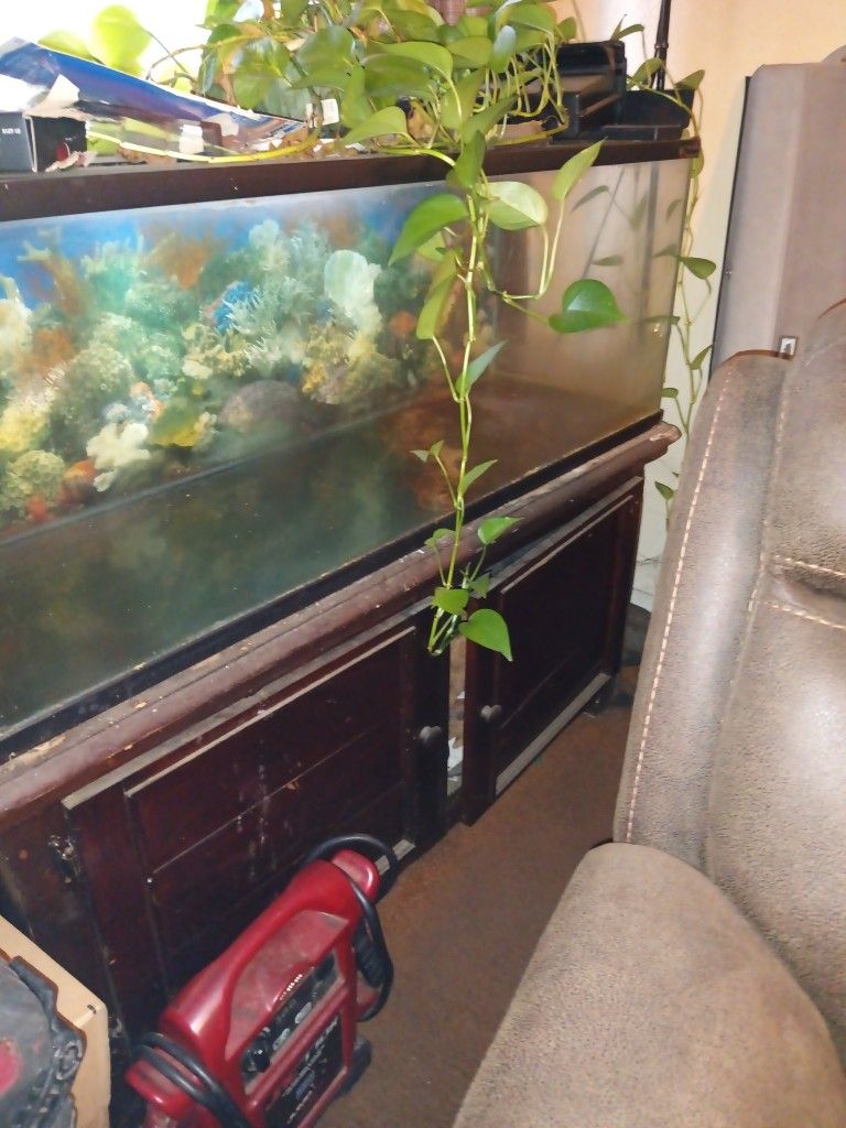 60 Gallon Fish Tank An Stand