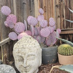 Purple Santa Rita Cactus