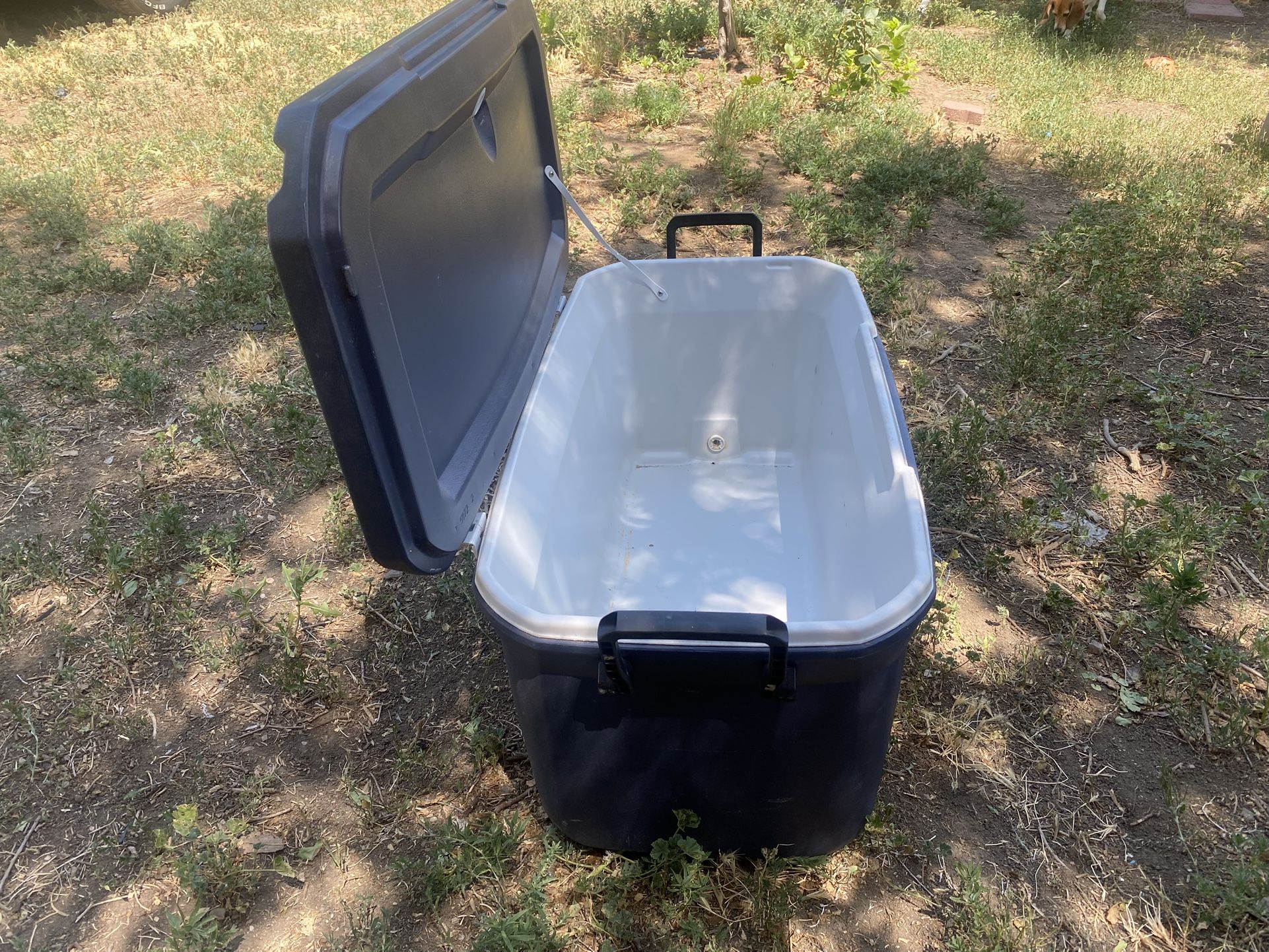 Cooler Coleman