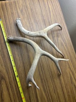 Antler deer