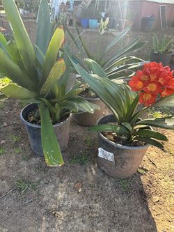 Clivia Plant 