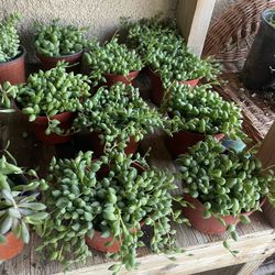 $5 Plants, Located in Perris!