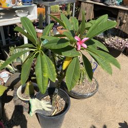 Plumeria Ruby a star