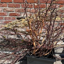 Dry stems