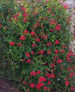 Florida Native Coral Honeysuckle