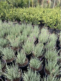 Lavender 5 gallons
