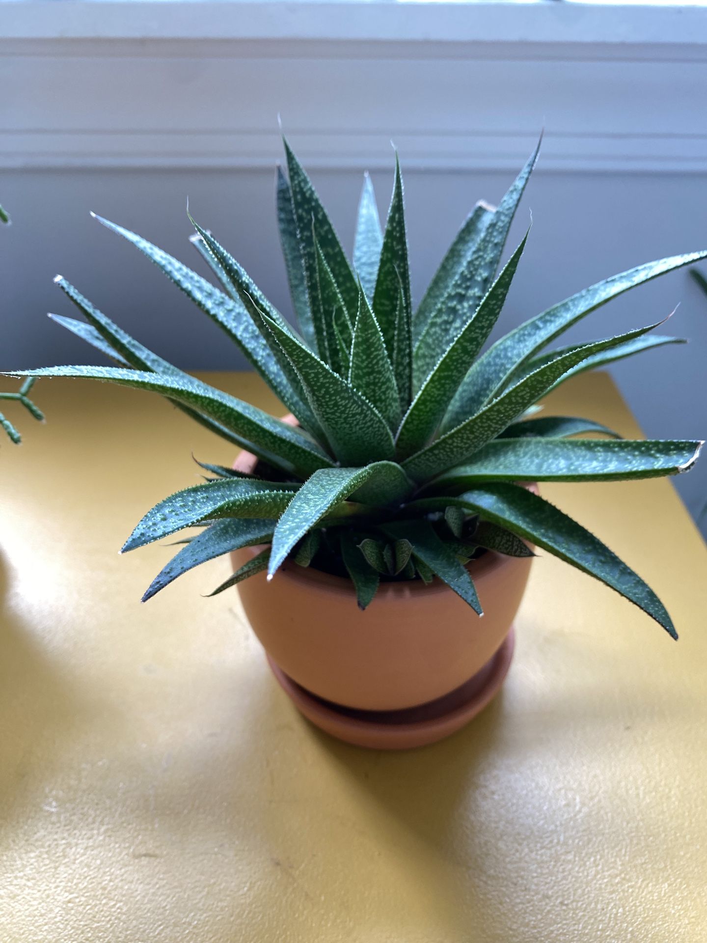 Cactus 🌵