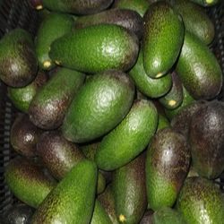 Avocado 
