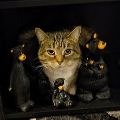 Like new 90.00  with spike boot  wrap 110.00