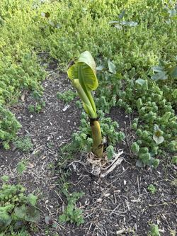 Banan Plants For Sale