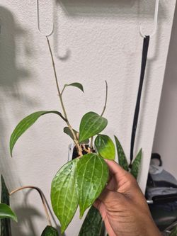 Hoya Macrophylla