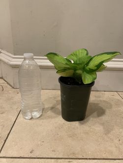 Rainforest sunrise Hosta plant  