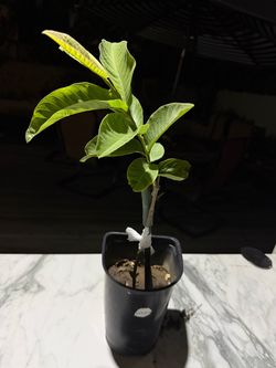 Allahabad Safeda - Mexican Cream Guava