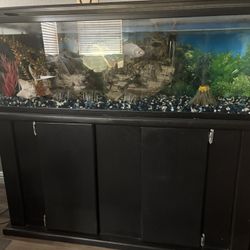 Fish Tank