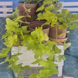 Potato Vine Plants $4 Each Plant
