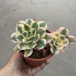 4” Variegated Aeonium