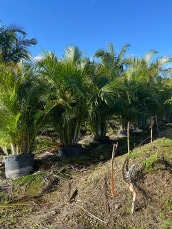 Areca 25 Gallons
